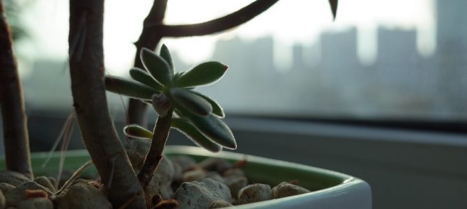 観葉植物のおすすめは?1人暮らしに人気のものや選び方をご紹介! 観葉植物のおすすめは?1人暮らしに人気のものや選び方をご紹介!